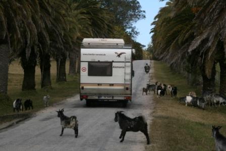 Vorsicht, freilaufende Tiere